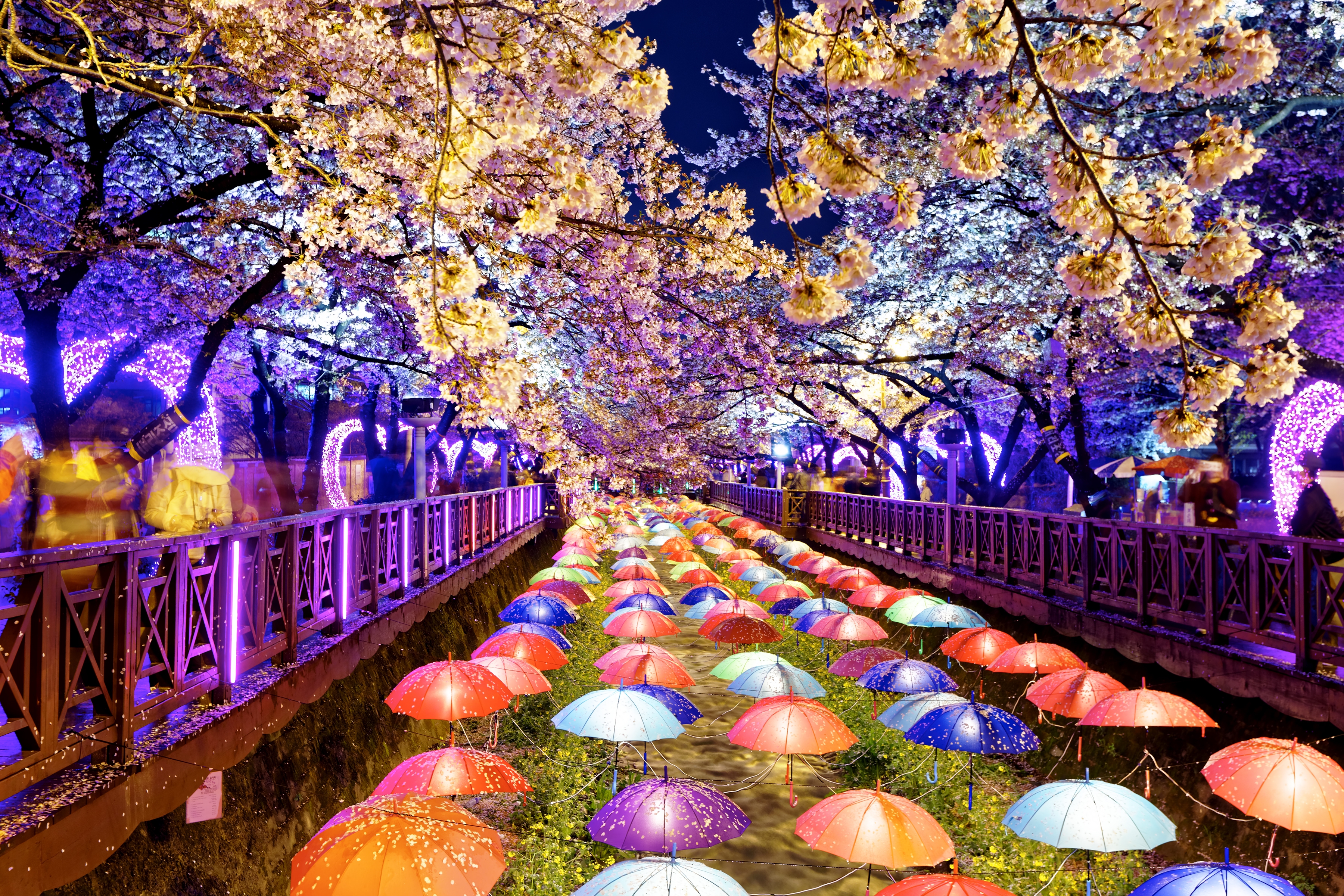 jinhae cherry blossom festival.jpg