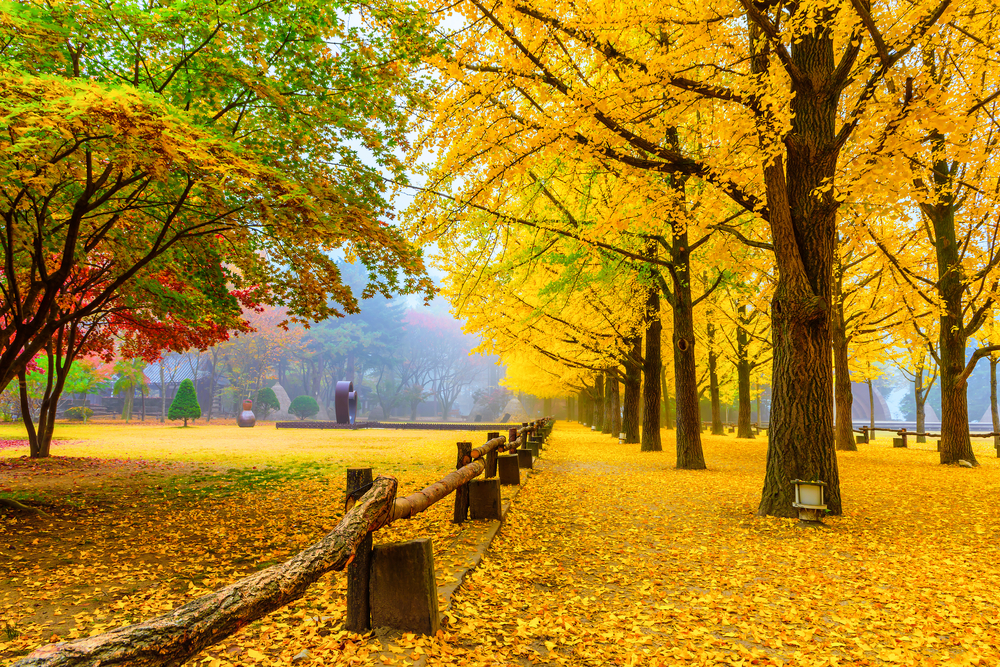 nami island 5.jpg