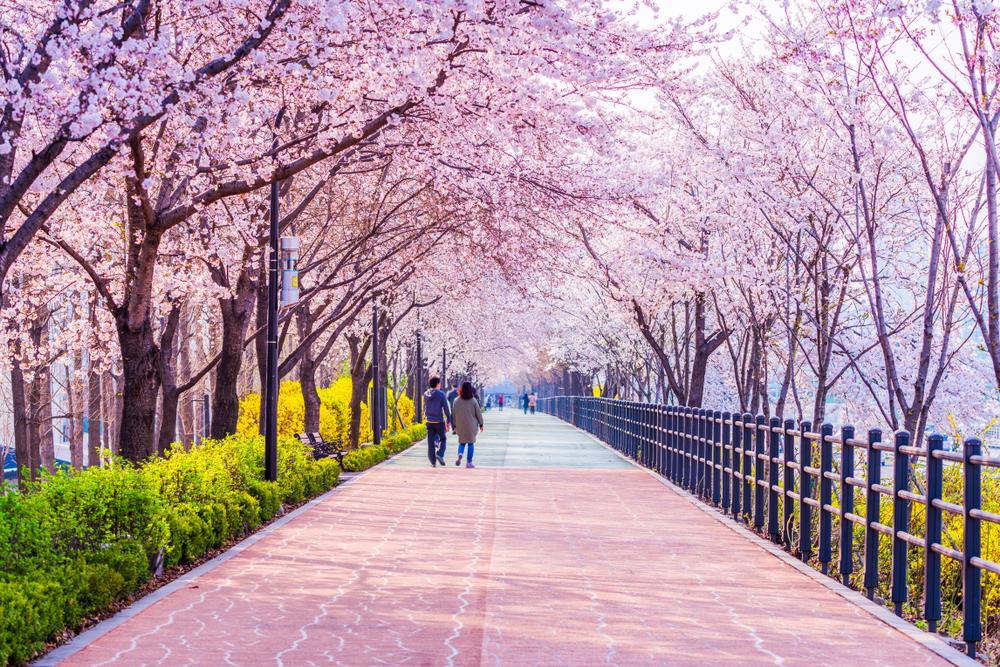 cherry blossoms 15.jpg