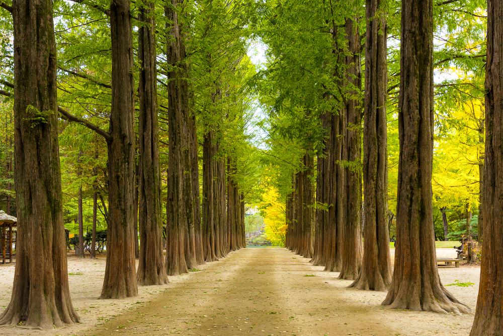 nami island 1.jpg